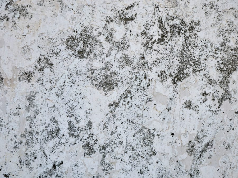 How to Get Rid of Black Mould in Your Bathroom (and Stop It Coming Back)