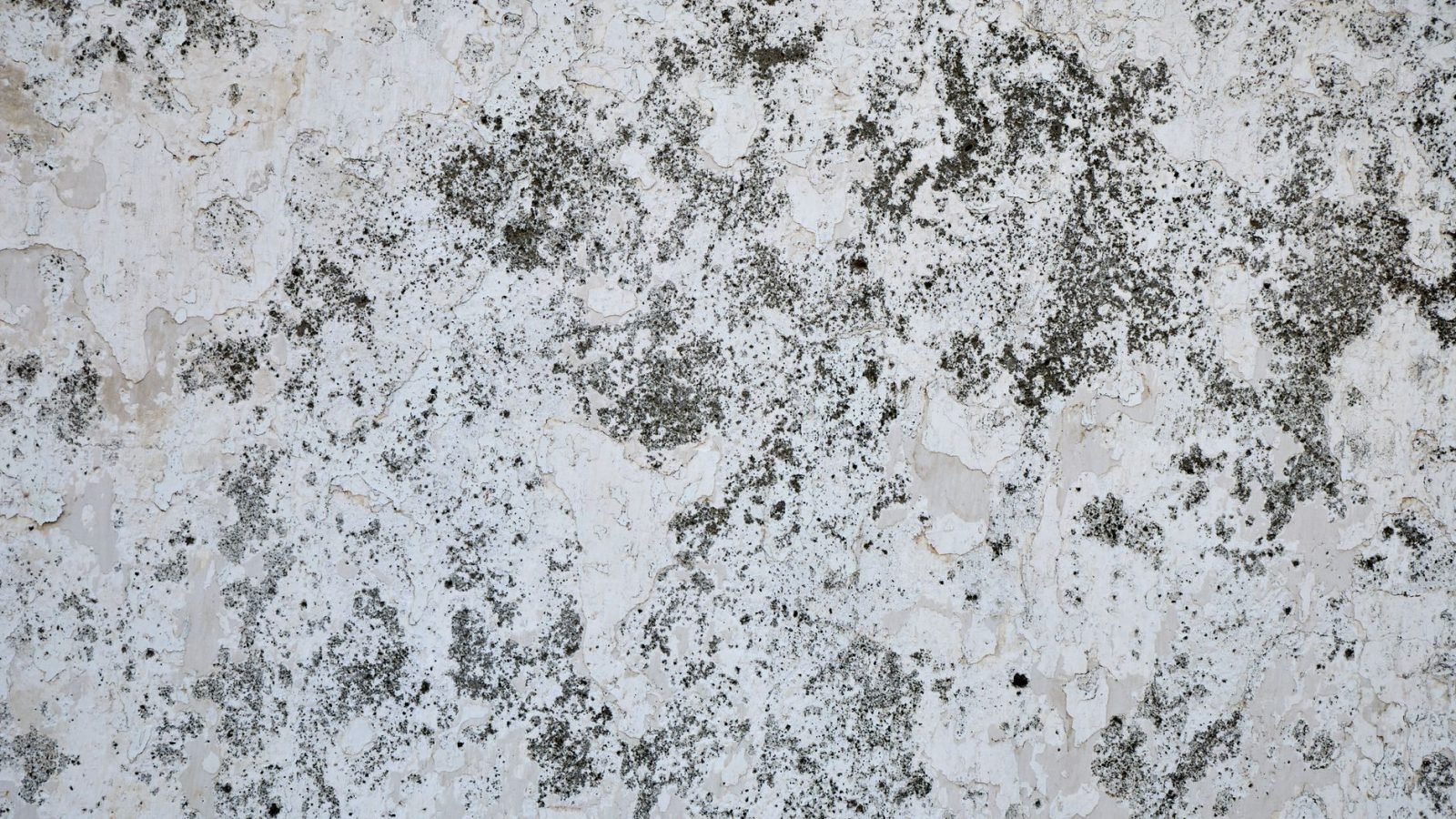 How to Get Rid of Black Mould in Your Bathroom (and Stop It Coming Back)